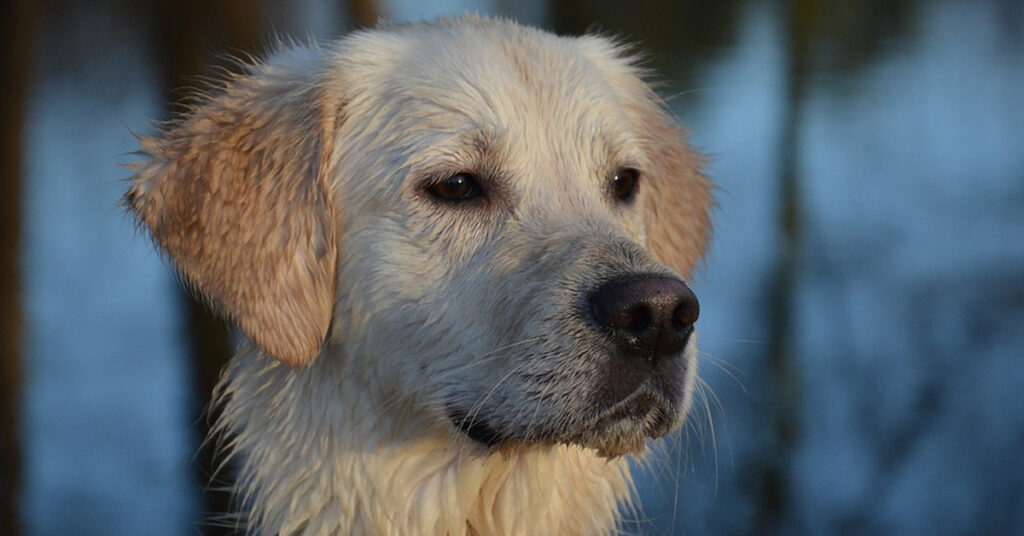 Golden Retriever che osserva