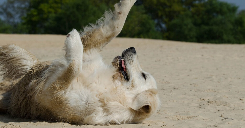 Golden Retriever in spiaggia