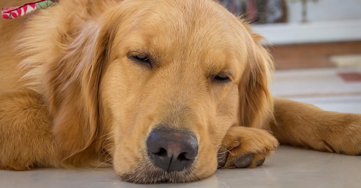 Il Golden Retriever non vuole andare a letto senza la sua copertina preferita (video)