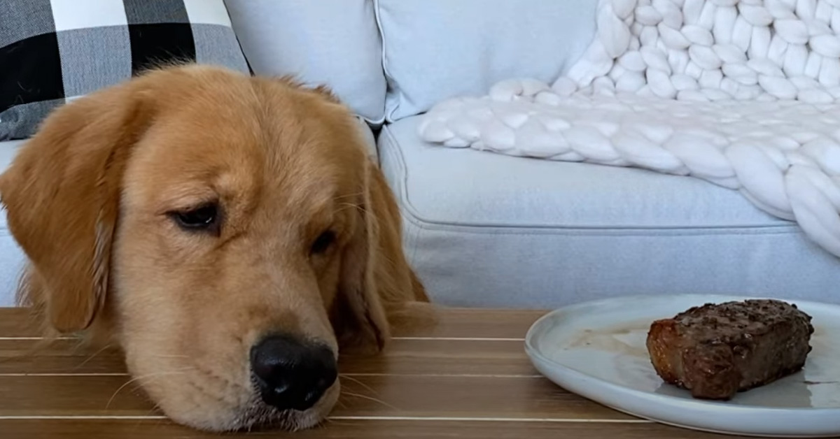 Il Golden Retriever resta da solo con una bistecca: riuscirà a resistere alla tentazione di mangiarla? (video)