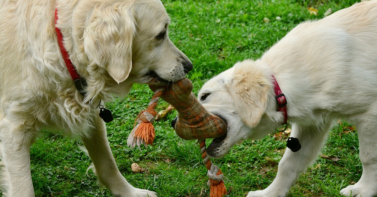 Golden Retriever che giocano