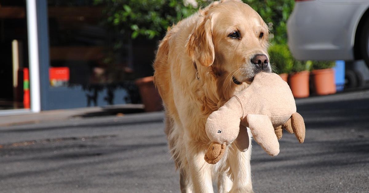 Il Golden Retriever scambia lo studio del veterinario per un parco giochi (video)