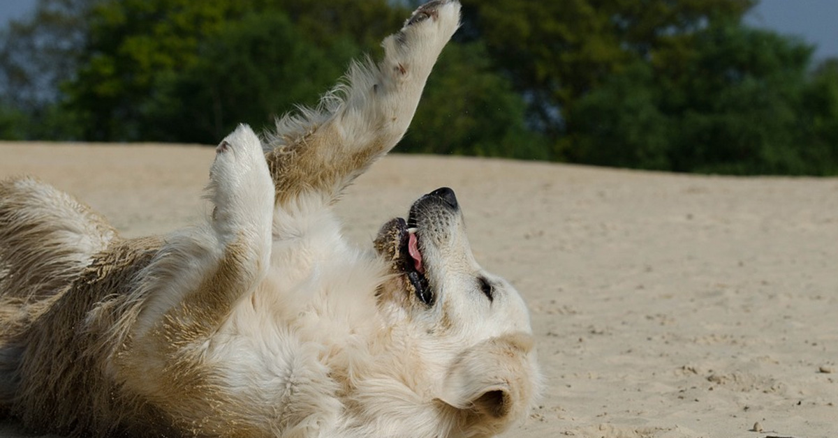 Il Golden Retriever “si è rotto”: guardate in che posizione assurda si riposa (video)