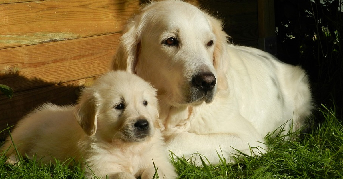 Il Golden Retriever si trasforma in un perfetto babysitter di alcuni cuccioli di Pomerania (video)