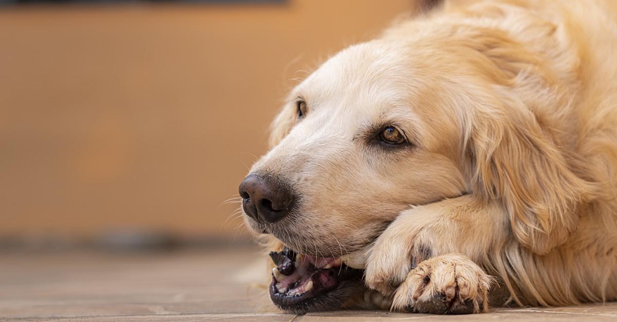 Il Golden Retriever vuole giocare, ma prima deve riuscire a svegliare suo fratello il “dormiglione” (video)