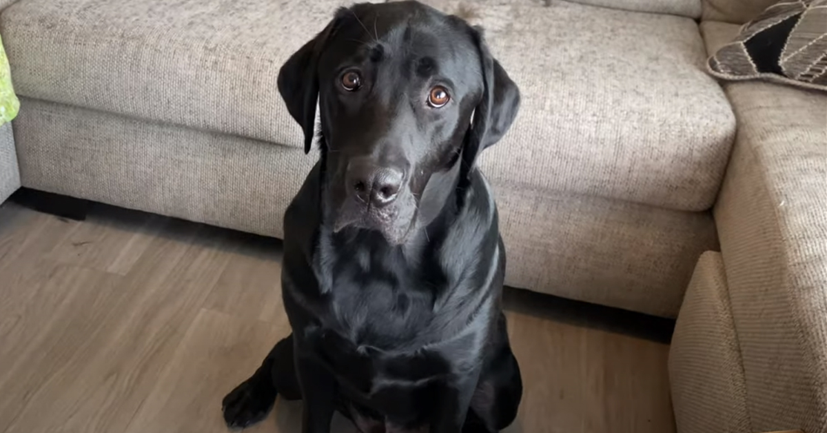 Il Labrador assaggia per la prima volta un hamburger e la sua reazione è virale