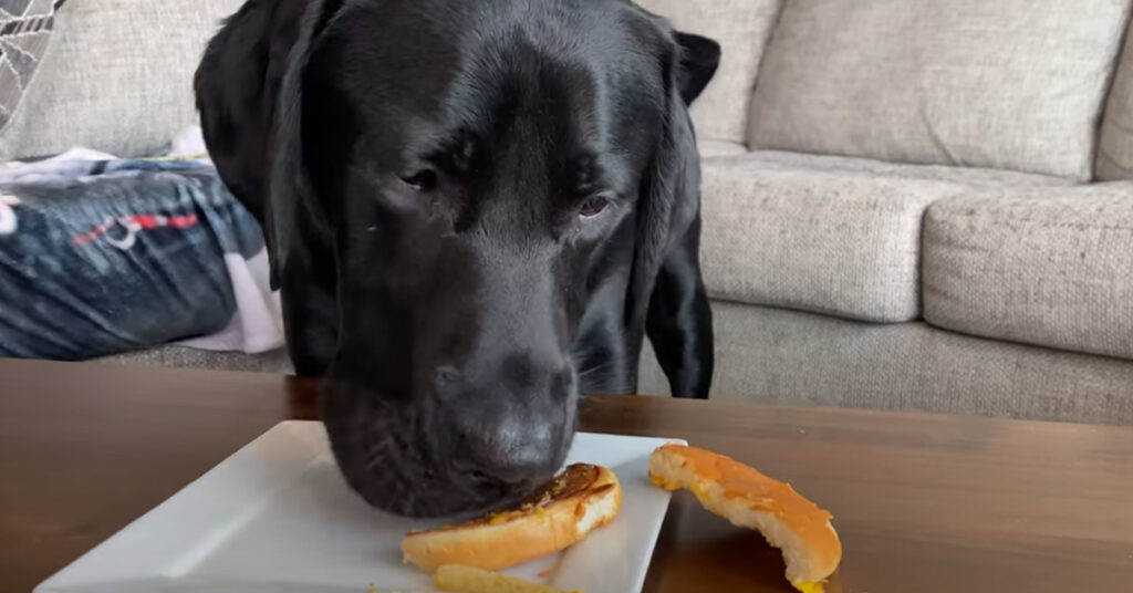 Il Labrador con un hamburger