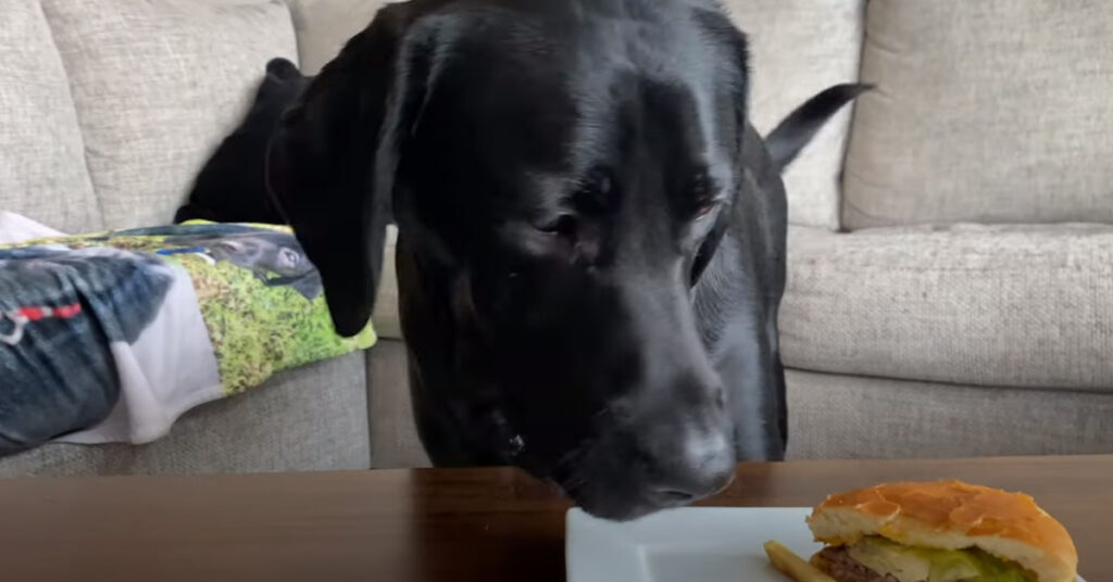 Il Labrador con un hamburger