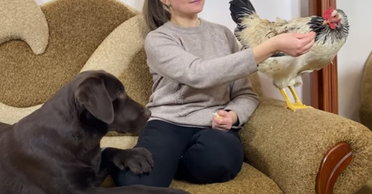 Il Labrador e il pollo si incontrano per la prima volta e si lasciano andare ad una tenera “conversazione”