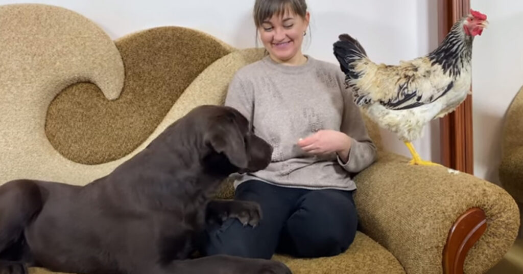 Labrador incontra un pollo