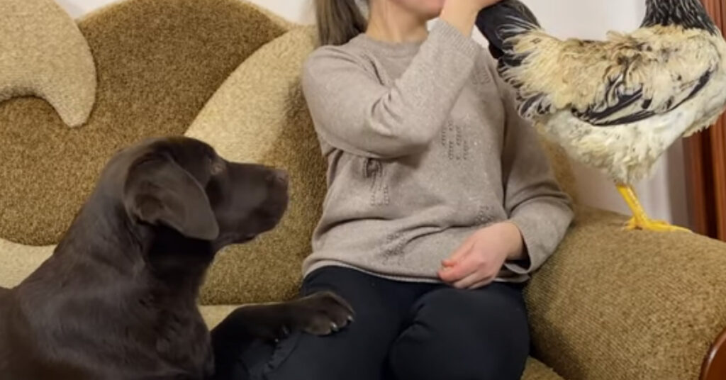 Labrador incontra un pollo