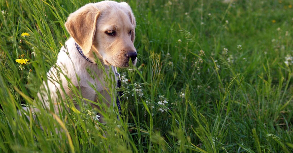 Labrador che osserva