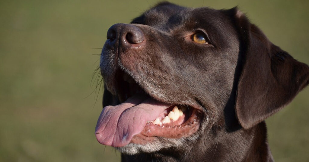 Labrador che osserva