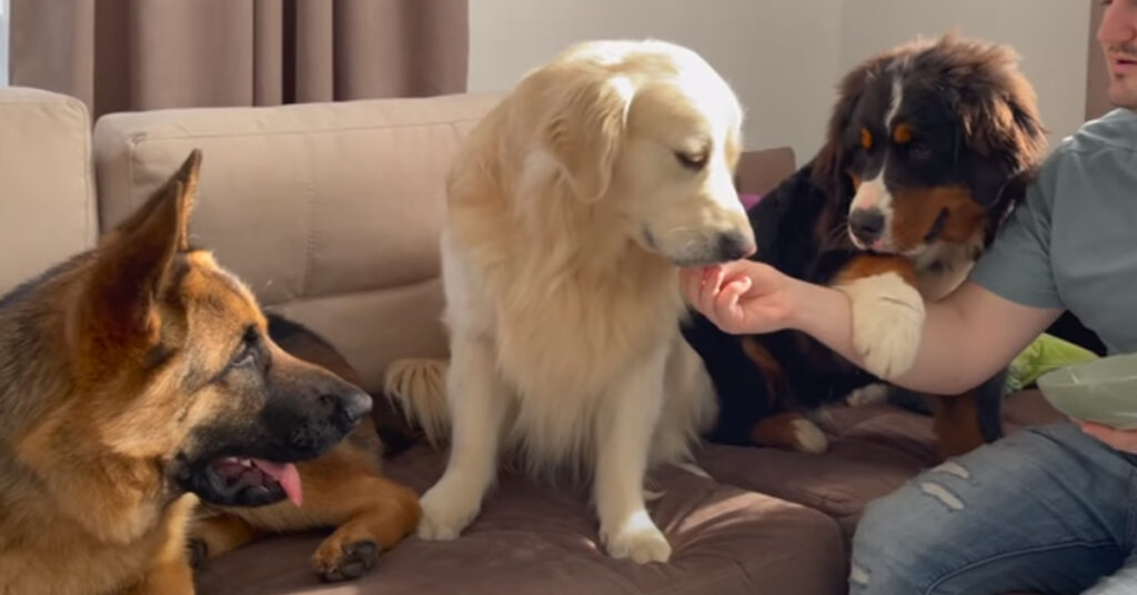 Bovaro del Bernese con un Golden Retriever e un Pastore Tedesco