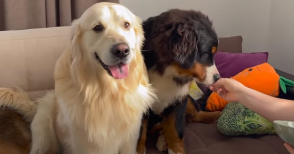 Bovaro del Bernese con un Golden Retriever