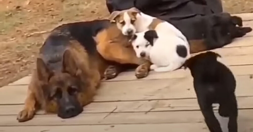 Pastore Tedesco con cuccioli di cane