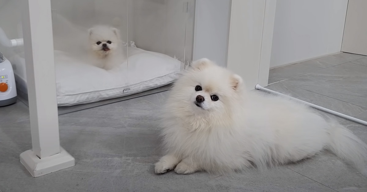 Il Pomerania è preoccupato per il cucciolo malato e ogni giorno va a fargli visita (video)