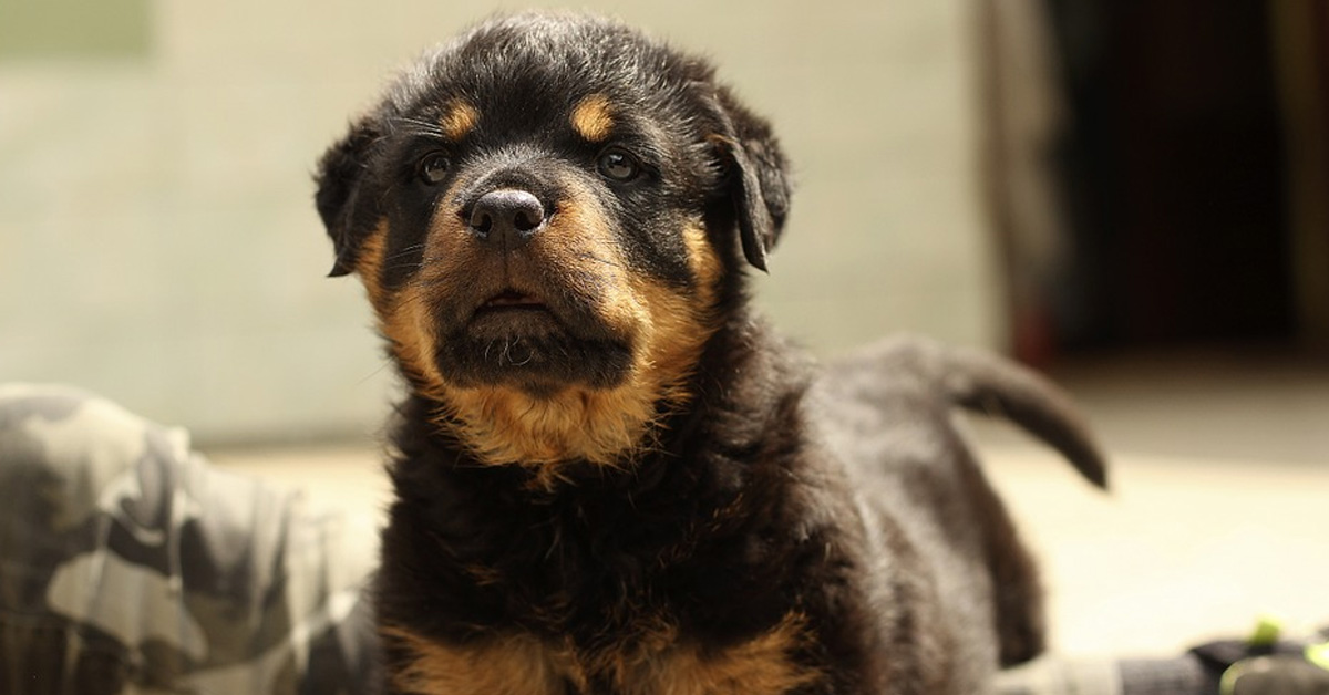 Il Rottweiler è vittima dello scherzo della padrona che finge di dargli uno snack con la mano vuota (video)