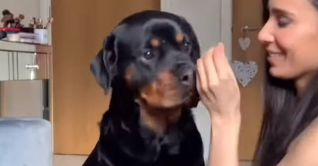 Rottweiler osserva