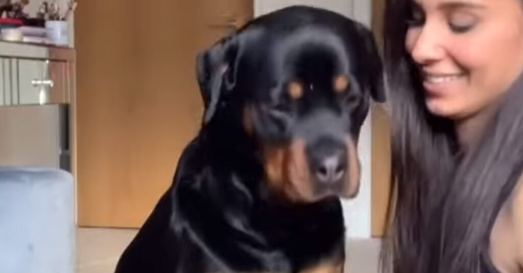 Rottweiler osserva