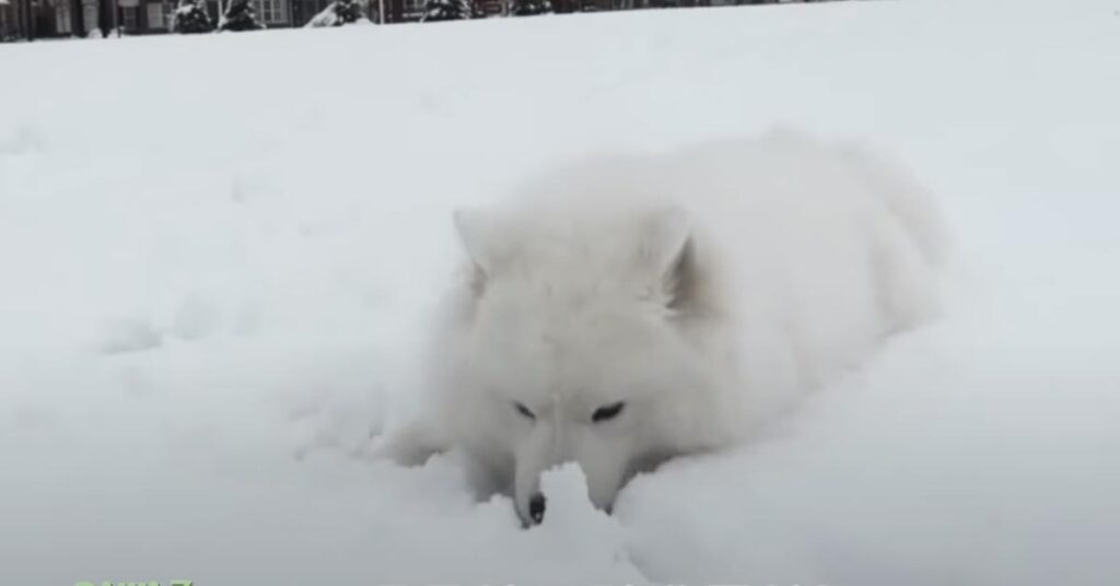 Samoiedo nella neve