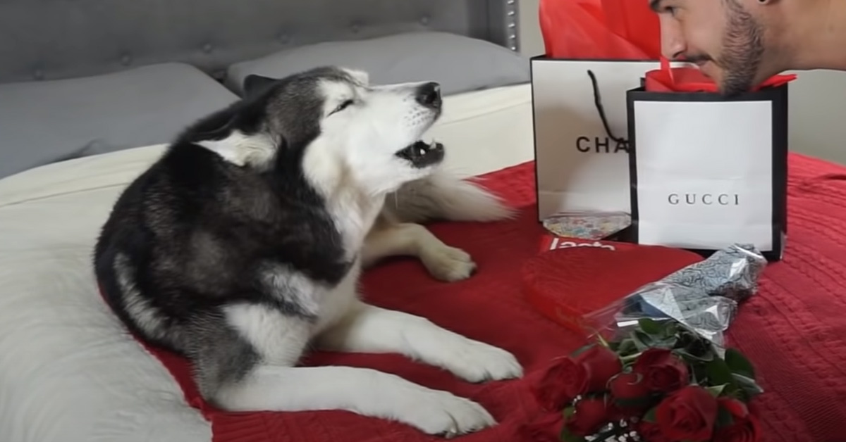Il Siberian Husky Meeka ha un fidanzato segreto molto romantico (video)