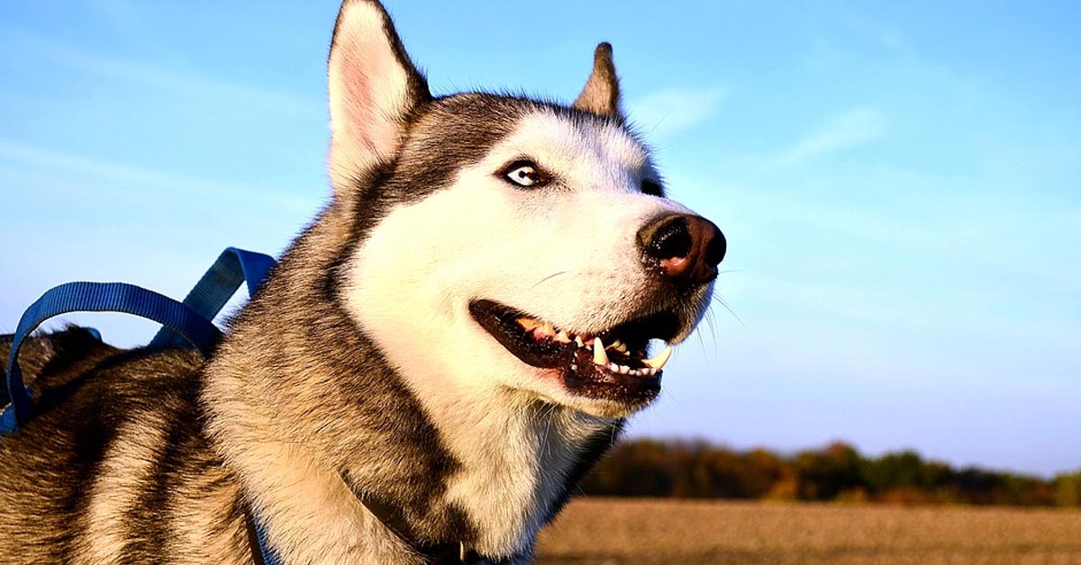 Il Siberian Husky affronta una simpatica sfida contro un wurstel: riuscirà a prenderlo? (video)