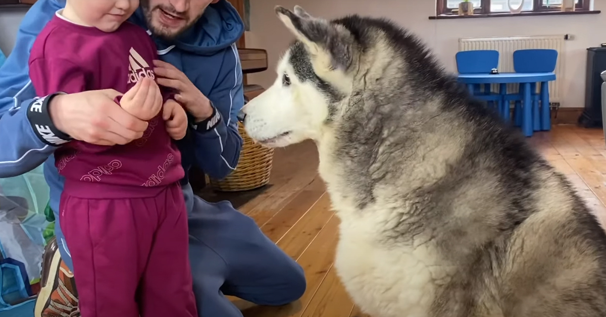 Il Siberian Husky un po’ “testardo” prova ad imparare i comandi base dal suo amico bambino (video)