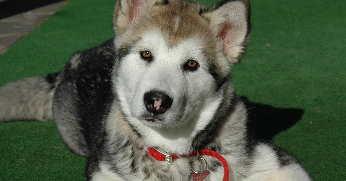 Il cucciolo di Alaskan Malamute è entusiasta di giocare con il suo nuovo amico, un Golden Retriever (video)