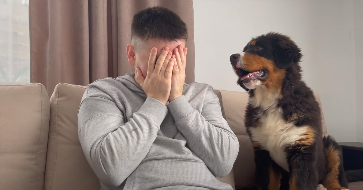 Il cucciolo di Bovaro del Bernese ha una reazione molto tenera di fronte al padrone che piange (video)