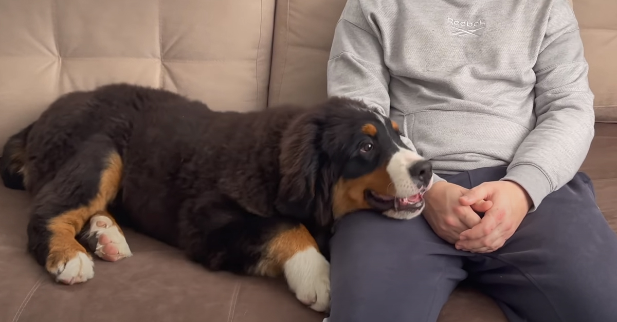 Il cucciolo di Bovaro del Bernese si sente ignorato e la sua reazione è davvero divertente (video)
