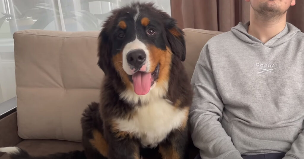 Cucciolo di Bovaro del Bernese con il proprietario