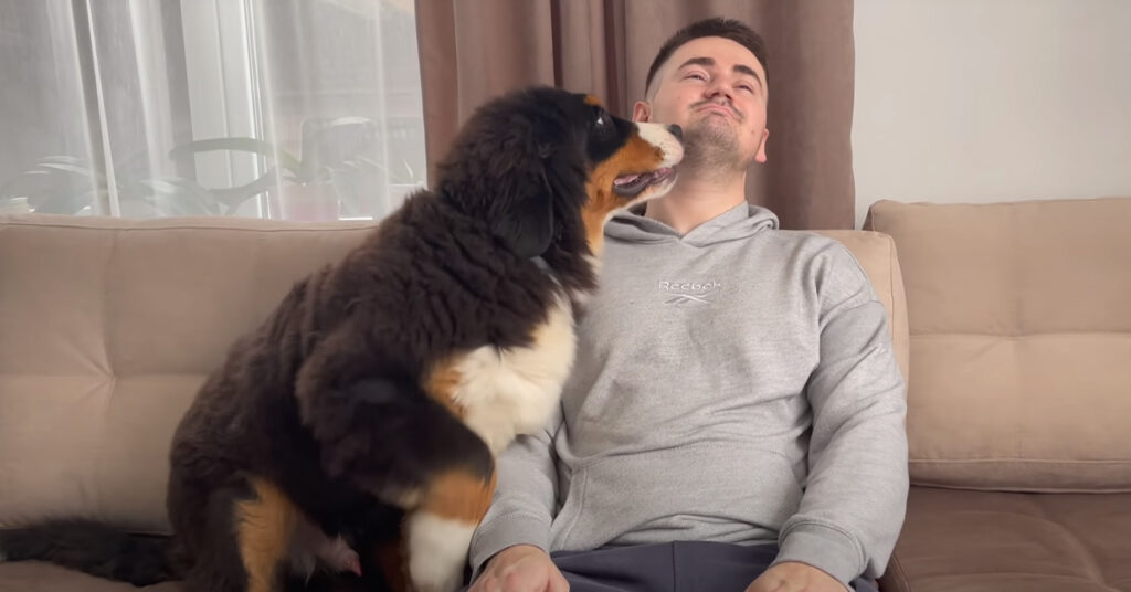 Cucciolo di Bovaro del Bernese con il proprietario