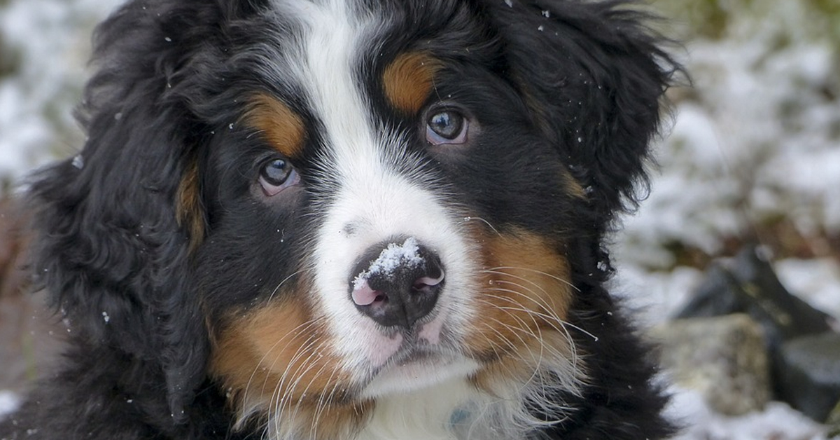 Il cucciolo di Bovaro del Bernese vede la neve per la prima volta e sembra il cane più felice del mondo (video)