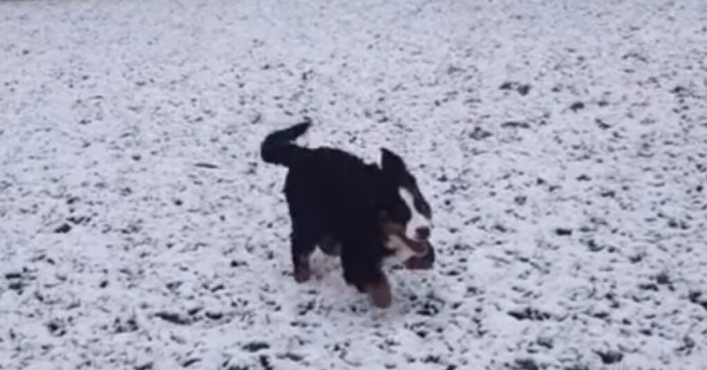 Cucciolo che corre nella neve