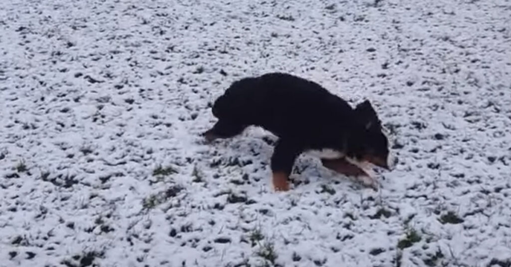 Cucciolo che corre nella neve