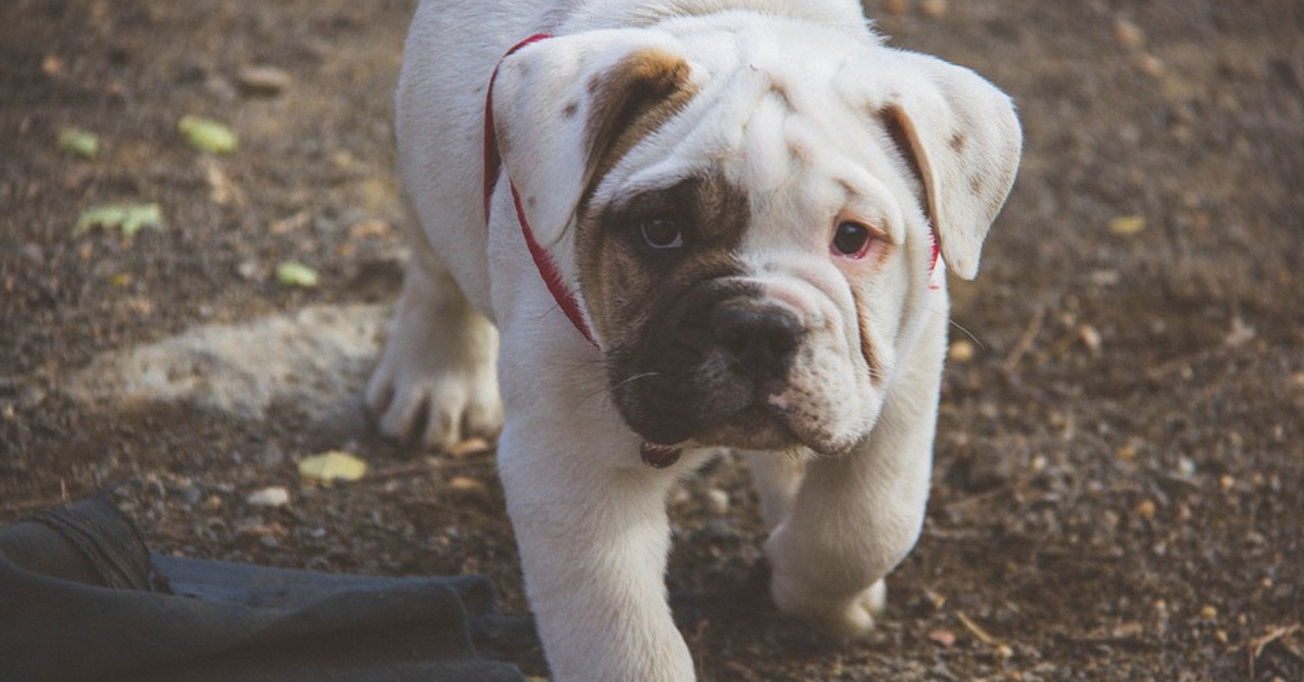 Il cucciolo di Bulldog inglese fa i capricci, trasformandosi in un vero attore drammatico (video)