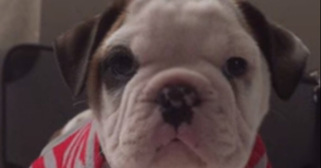 Cucciolo di Bulldog inglese che osserva