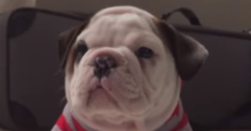 Cucciolo di Bulldog inglese che osserva