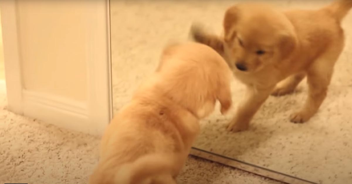 Il cucciolo di Golden Retriever Scout si diverte a sfidare se stesso allo specchio (video)