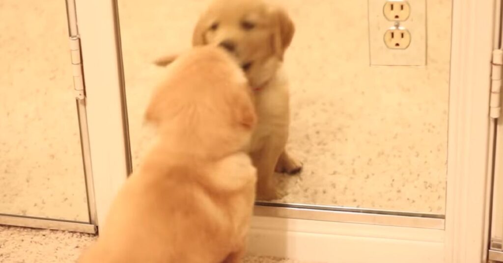 Cucciolo di Golden Retriever allo specchio