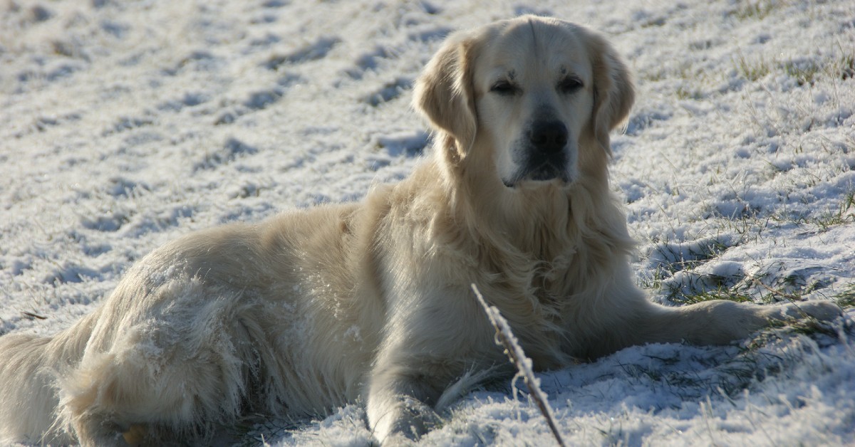cucciolo di Golden Retriever adora giocare sulla neve