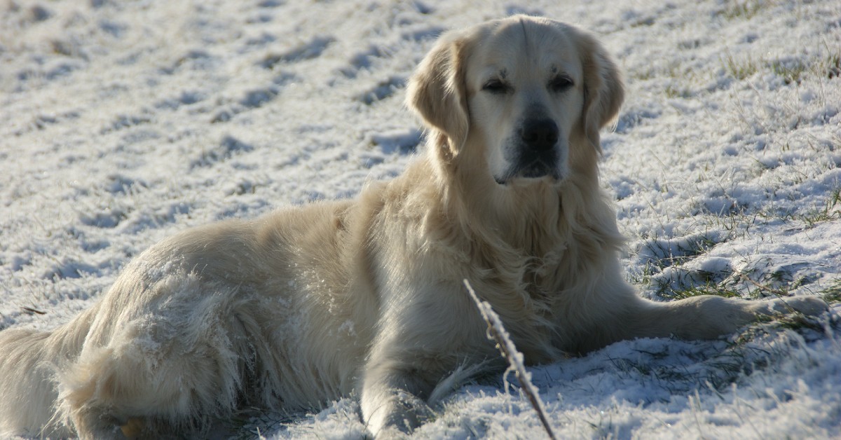 Il cucciolo di Golden Retriever adora giocare sulla neve (VIDEO)