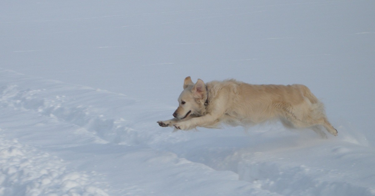 cucciolo di Golden Retriever adora giocare sulla neve