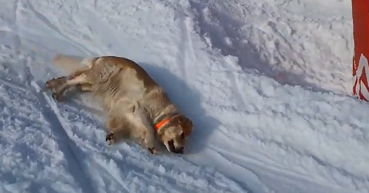 cucciolo di Golden Retriever adora giocare sulla neve