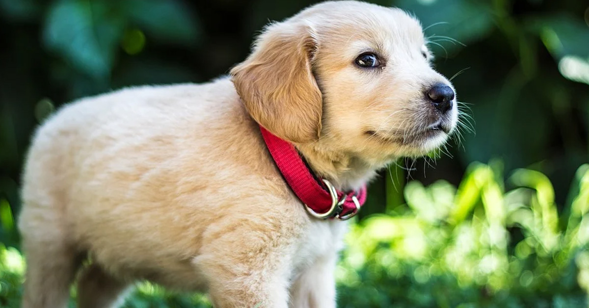 Il cucciolo di Golden Retriever assaggia uno yogurt e la sua reazione è tutta da ridere (video)