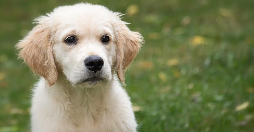 Cucciolo di Golden Retriever che osserva