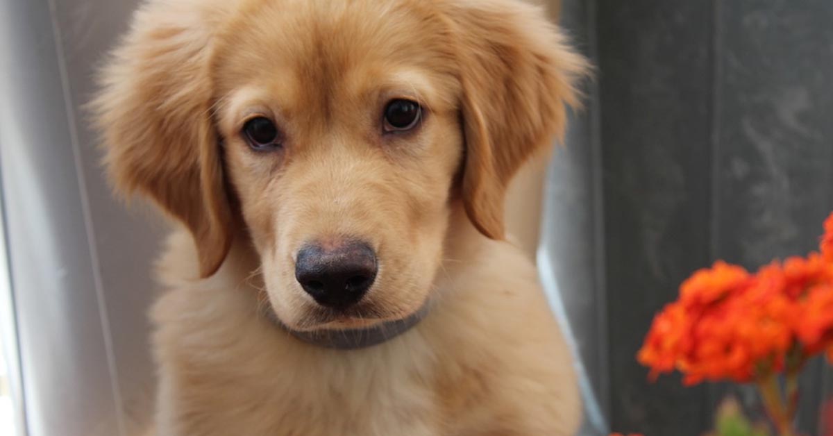 Il cucciolo di Golden Retriever è davvero bravo a suonare la tastiera (video)