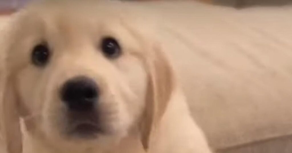 Cucciolo di Golden Retriever che osserva