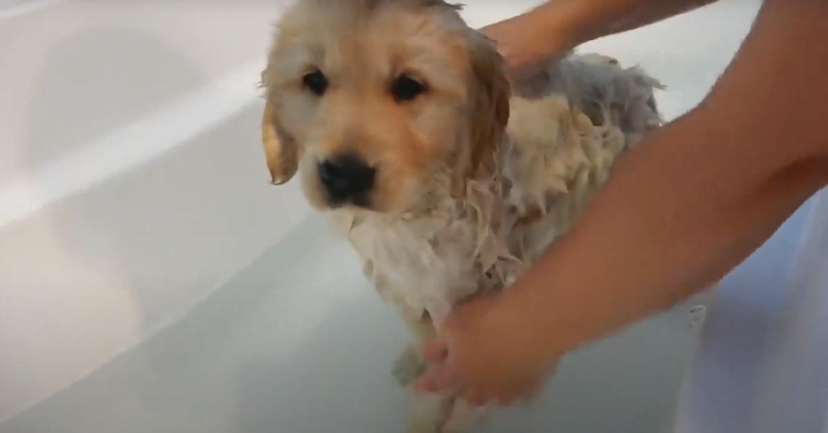 Il cucciolo di Golden Retriever non sembra dispiaciuto di fare il suo primo bagnetto (video)